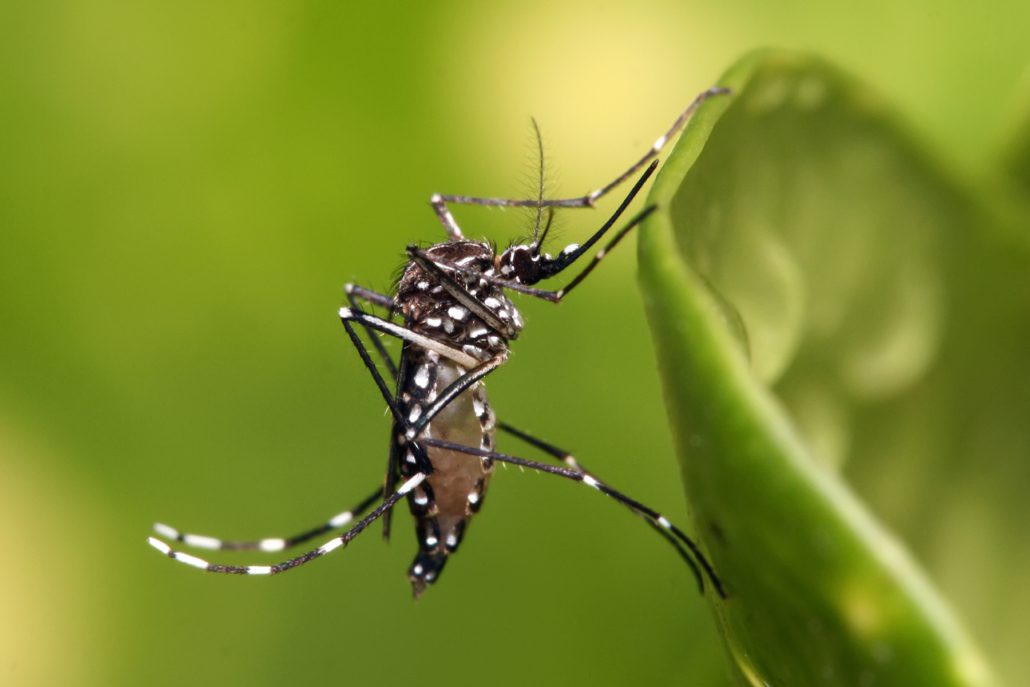 Aedes Aegypti - Le sphinx des moustiques