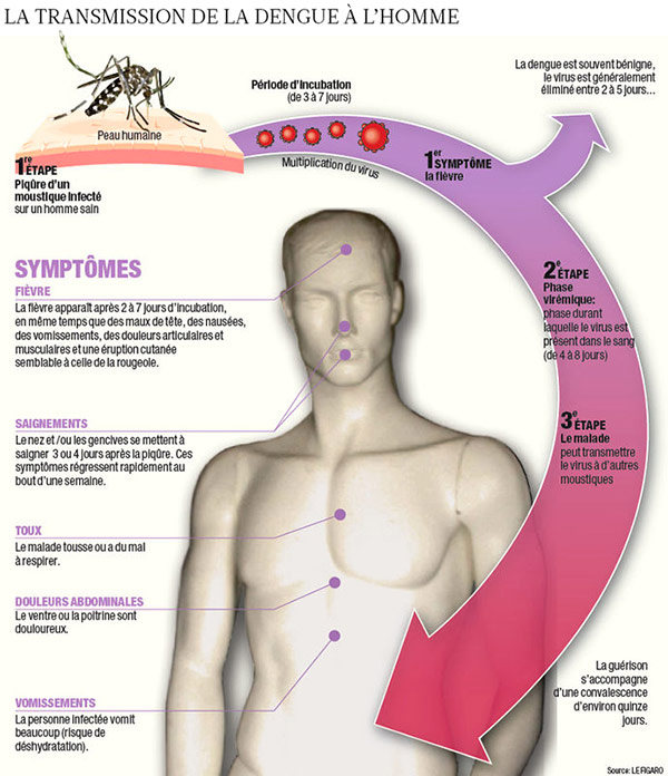 transmission de la dengue