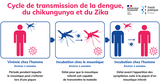 cycle de transmission des maladies liées aux moustiques