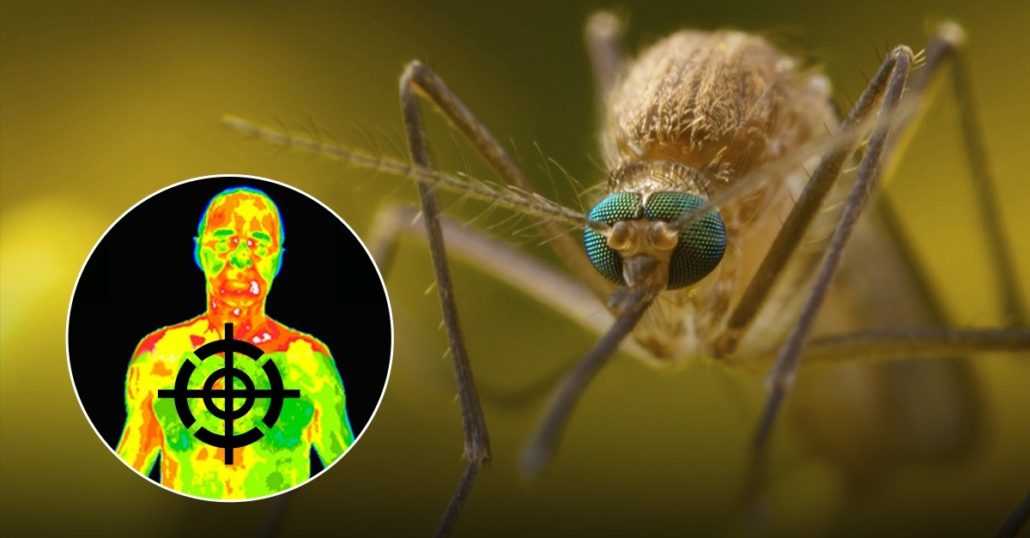 vue-thermique-du-moustique